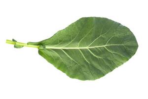 Kale leaves isolated on a white background photo