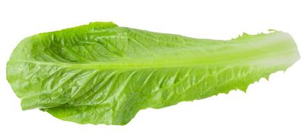 Cos Lettuce Isolated over the White Background. photo