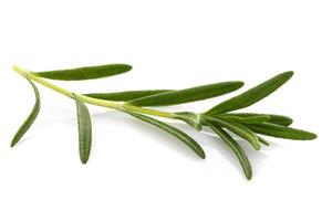 Rosemary leaf herbal is spices isolated on a white background. photo