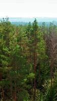 Pine trees. Beautiful nature of the forest. Green coniferous trees in bright daytime. Beautiful nature. Aerial view. Vertical video