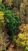 Colorful trees background. Beautiful forest in autumn in sunny day. Top trees at fall season. Amazing autumn landscape. Aerial view. Vertical video