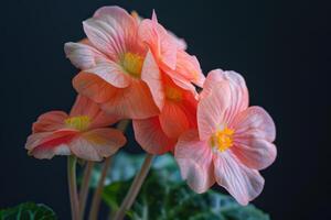 Delicate peach-colored begonias bloom gracefully in front of a dark background during springtime photo