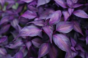 Purple foliage close-up highlighting vibrant leaf patterns in a lush garden setting photo