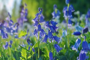 Vibrant bluebell flowers blooming in a sunlit meadow during springtime near a forest edge photo