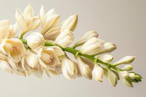 Delicate flowering stalk of a yucca plant with creamy white blossoms against a neutral background photo