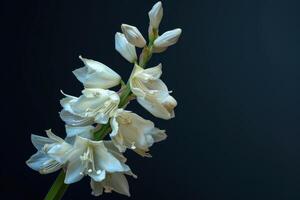 elegante blanco flores con delicado pétalos en contra un oscuro antecedentes mejorando su belleza foto