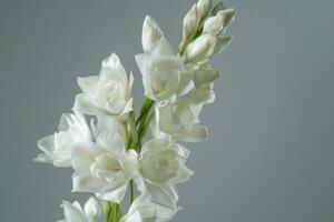 White gladiolus flowers in full bloom against a soft gray background photo