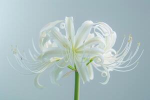 Elegant white flower blooms with intricate petal designs against a soft, neutral background photo