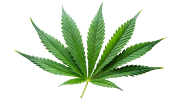 singolo canapa foglia, dettagliato verde marijuana foglia con appuntito bordi, botanico illustrazione di canapa pianta, trasparente file png