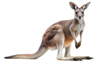 Kangaroo standing isolated, Australian wildlife marsupial animal with strong tail and large ears, native fauna, transparent file png
