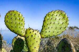 Flat, spiny stem of Opuntia spiny cactus on a mountain on Catalina Island in the Pacific Ocean, California photo