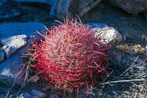 Desert barrel cactus Ferocactus cylindraceus - close-up of a red spine cactus in a desert landscape in Joshua Tree National Park, California photo