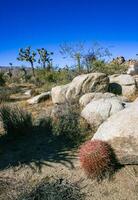 Desert barrel cactus Ferocactus cylindraceus - a cactus with red spines growing in a rock crack in the desert in Joshua Tree National Park, California photo