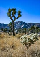 Yucca and Teddy-bear cholla Cylindropuntia bigelovii - desert landscape, large thickets of prickly pear cactus with tenacious yellowish spines in Joshua Tree NP, California photo
