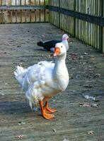 A large white goose with a red beak is walking along a wooden pier in the Pete Sensi Park, NJ photo