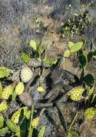 Opuntia cacti on the slopes of the mountains on Catalina Island in the Pacific, California photo