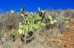 Opuntia cacti on the slopes of the mountains on Catalina Island in the Pacific, California photo