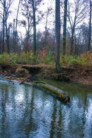 Autumn forest in a public park, old trees growing along a small river falling into the water, NJ photo