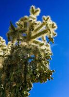 Teddy-bear cholla Cylindropuntia bigelovii - desert landscape, large thickets of prickly pear cactus with tenacious yellowish spines in Joshua Tree NP, California photo