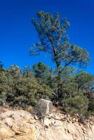 Conifers and other drought-resistant plants grow on the clay and stone rocks of the mountain at the pass in the Sierra Nevada Mountains, California, USA photo
