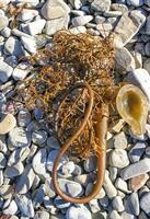 Brown algae Macrocystis pyrifera washed ashore during a storm, Santa Catalina Island, California photo