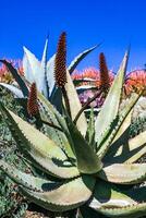 Flowering plants, Succulents Aloe in a flower bed on Catalina Island in the Pacific Ocean, California photo