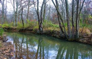 Autumn forest in a public park, old trees growing along a small river falling into the water, NJ photo