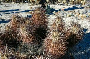Strawberry hedgehog cactus Echinocereus engelmannii - a group of spiny cacti with long brown spines in Joshua Tree NP, California photo