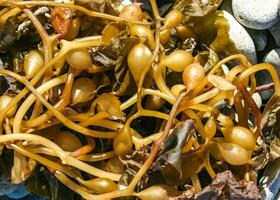 Brown algae Macrocystis pyrifera washed ashore during a storm, Santa Catalina Island, California photo