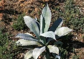 Agave with succulent leaves on a flowerbed in the interior of a casino on Catalina Island in the Pacific Ocean, California photo