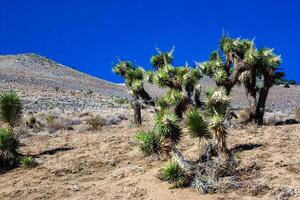 Joshua tree, palm tree yucca Yucca brevifolia, thickets of yucca and other drought-resistant plants on the slopes of the Sierra Nevada mountains, California, USA photo