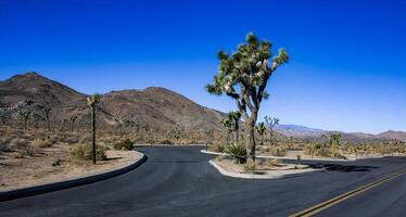 Desert stone landscape Joshua Tree, Big Rocks and Yucca Brevifolia Mojave Desert, Joshua Tree National Park, California photo