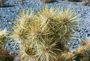 Teddy bear cholla Cylindropuntia bigelovii, cactus with tenacious yellow spines, numerous in the Sonoran Desert, California photo