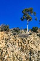 Eucalyptus and other plants against a blue sky on Catalina Island in the Pacific Ocean, California photo