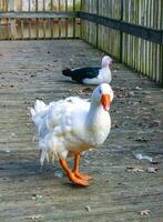 A large white goose with a red beak is walking along a wooden pier in the Pete Sensi Park, NJ photo
