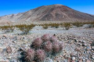 Cottontop cactus Echinocactus polycephalus, Cacti in the stone desert in the foothills, Arizona photo