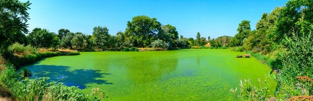 The serene landscape depicts a green lake with floating aquatic vegetation from Lemna and Wolffia, a park in Odessa photo