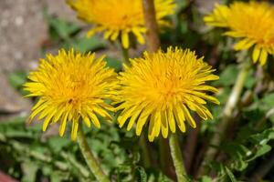 Yellow flowers of Fluffy Dandelion Taraxacum officinale in the wild, Ukraine photo
