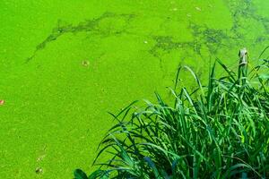 A pond with floating algae duckweed and lake reed with leaves sticking out of the water, casting shadows on the algae. photo