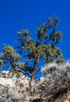 Conifers and other drought-resistant plants grow on the clay and stone rocks of the mountain at the pass in the Sierra Nevada Mountains, California, USA photo