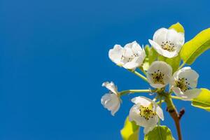 Flowering pear branch against the blue sky, Ukraine photo