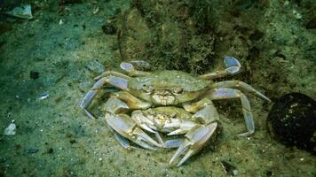 Male and female Swimming crab Macropipus holsatus before breeding, close-up photo