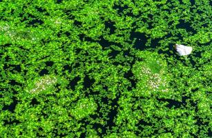 A continuous layer of floating algae Lemna and Wolffia on the surface of a eutrophic lake, Ukraine photo