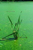 Aquatic plant in a lake, the surface of the water in which is covered with green Duckweed and Wolffia algae, Odessa park photo