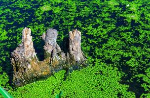 Dry driftwood in the Pond with floating algae Duckweed and Wolffia sp. covering the water surface photo