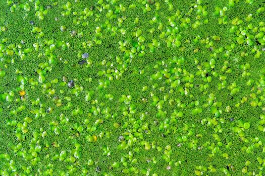 A continuous layer of floating algae Lemna and Wolffia on the surface of a eutrophic lake, Ukraine photo