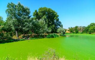 The serene landscape depicts a green lake with floating aquatic vegetation from Lemna and Wolffia, a park in Odessa photo