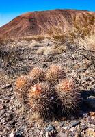 Cottontop cactus Echinocactus polycephalus, Cacti in the stone desert in the foothills, Arizona photo