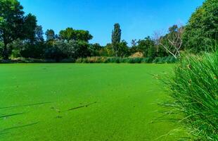 The serene landscape depicts a green lake with floating aquatic vegetation from Lemna and Wolffia, a park in Odessa photo
