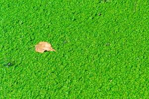 A dry yellow leaf floats on water covered with floating plants in the rich ecosystem of a eutrophic lake, Odessa, Ukraine photo